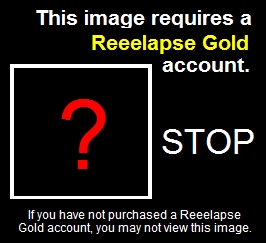 403 Permission Denied :gold: